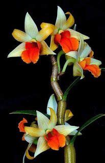yasama dair ne varsakisisel blog mutluluga davet unusual flowers dendrobium orchids rare
