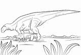 Pages Maiasaura Coloring Dinosaur Dino Cretaceous Edmontosaurus Period Dinosaurs Billed Duck Corythosaurus Hadrosaurus Online Jurassic Anatosaurus Deinonychus Sketch Template Velociraptor sketch template