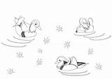 Mandarin Ducks Swimming Kaczki Mandarynki Kaczka Kolorowanka Drukuj sketch template