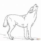 Howling Ausmalbilder Ausmalbild Heulender Lupi Wilk Malvorlage Ganzes Kinderbilder Loup Pagine Lupo Arctique Lernen Stampabili Kolorowanki Supercoloring Coloriage Zeichnet Kopf sketch template