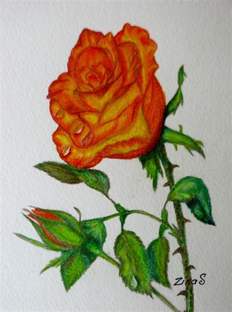 orange rose drawing by zina stromberg