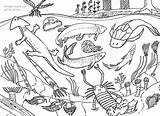 Ecosystem Sea Carboniferous Fossil Prehistoric Fossils sketch template