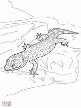 Gecko Crested Brilliant sketch template