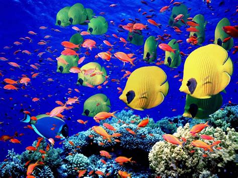 saltwater tropical fish wallpapaer  tropical fish