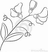 Coloring Tropaeolum Designlooter Pea Sweet Draw Flower sketch template