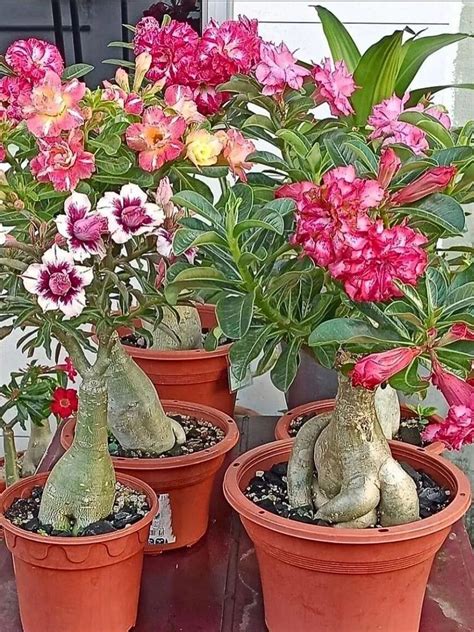 The Desert Rose Plant Aka Adenium Obesum Is Just Amazing Article On