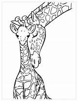 Coloring Giraffes Pages Kids Children Funny Animals sketch template