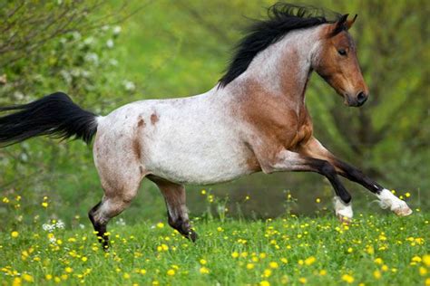 beautiful bay roan horse animals
