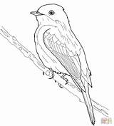 Goldfinch Phoebe Thundermans Thunderman Supercoloring sketch template