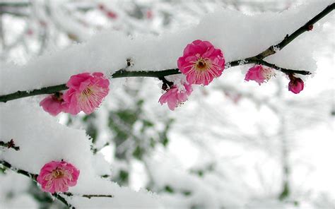 flowers  snow wallpapers top  flowers  snow backgrounds