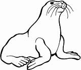 Seal Coloring Pages Leopard Getcolorings Harbor sketch template
