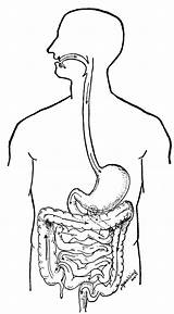 Digestive Anatomie Biologie Digestivo Organs Coloringhome Ausmalbild Q1 sketch template