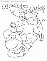 Monkey Affen Malvorlagen Monyet Miracle Halaman 10th Mewarna Kertas Haiwan Tiere sketch template