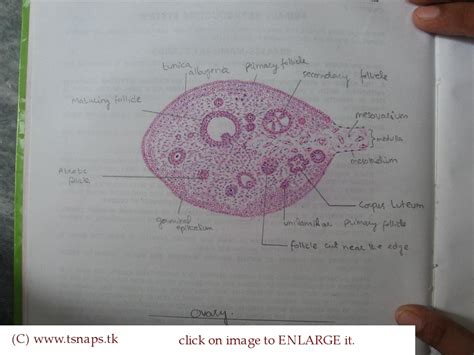 histology   histological diagram  ovary