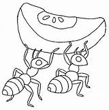 Hormigas Colorear Formiga Colorat Ant Hormiga Fourmi Furnici Desenho Ants Animale Planse Formigas P02 Trabajadora Fourmis Primiiani Tamanoir Altruisme Comportement sketch template