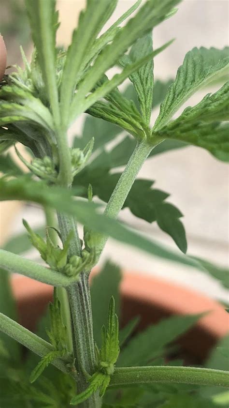 Identify Plant Sex Grow Question By Magicb Growdiaries