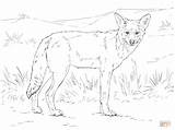 Coyote Coloring Pages Howling Printable Template Getdrawings sketch template