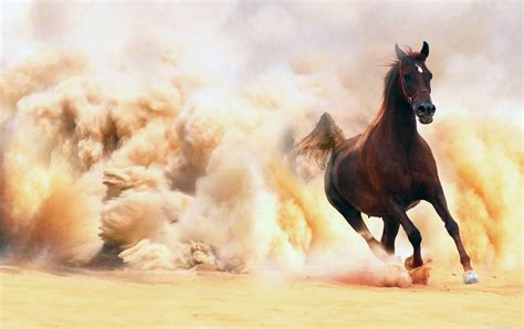 arabian horse running    desert storm wide  rustcrew