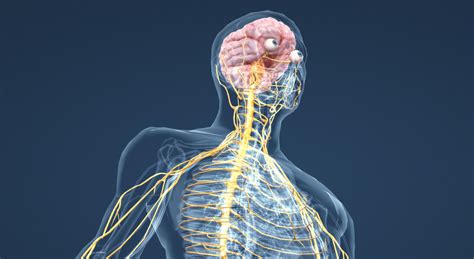 das nervensystem  modell mozaik digitale bildung und lernen