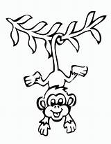 Monkey Outline Simple Clip Template Clipart Templates Animal sketch template