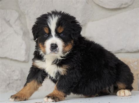 akc registered bernese mountain dog  sale loudonville  male reg