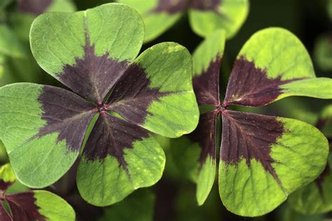 that four leaf clover you found may not be a four leaf clover