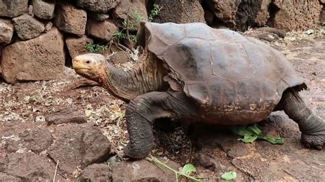 100 Year Old Tortoise Who Had So Much Sex He Saved His Species