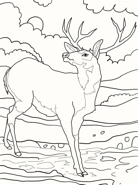 deer coloring pages     coloring pages
