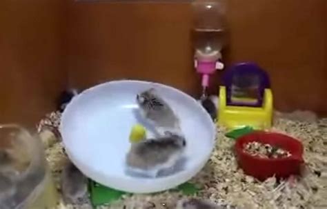 2 Hamsters 1 Wheel