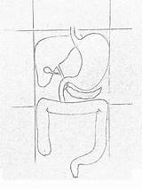 Pancreas Getdrawings Drawing sketch template