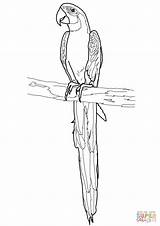 Guacamayo Macaw sketch template