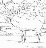 Elk Peaceful Rocky He sketch template