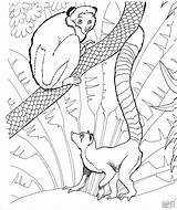 Lemur Coloring Pages Ring Tailed Animals Zoo Print Printable Lemurs Coloringbay Skip Main sketch template