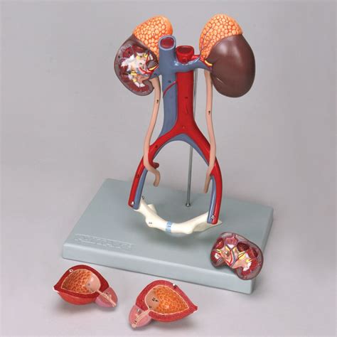 altay human male urinary system model system model human male human