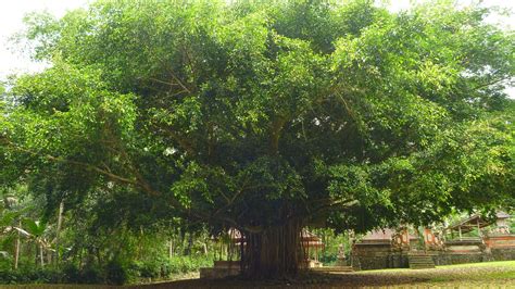 download banyan tree wallpaper gallery