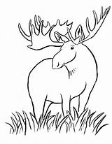 Moose Coloring Pages Kids Drawing Harriet Tubman Printable Cute Animals Color Elk Girly Baby Dragon Print Clipart Wild Big Drawings sketch template