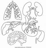 Coloritura Organi Herzens Menschlichen Leber Nieren Organen Lungen Organs Polmoni Illustrazione Fegato Umani Fronte Lungs Umano sketch template