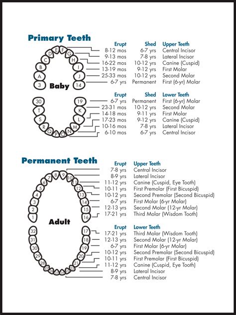 printable tooth chart printable templates