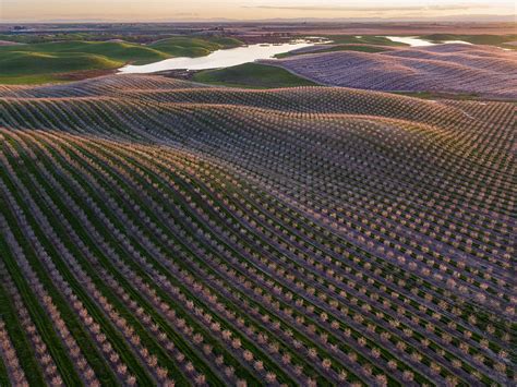california almonds     years  brutal drought
