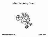 Coloring Peeper Spring Frog Printing Pdf Exploringnature sketch template