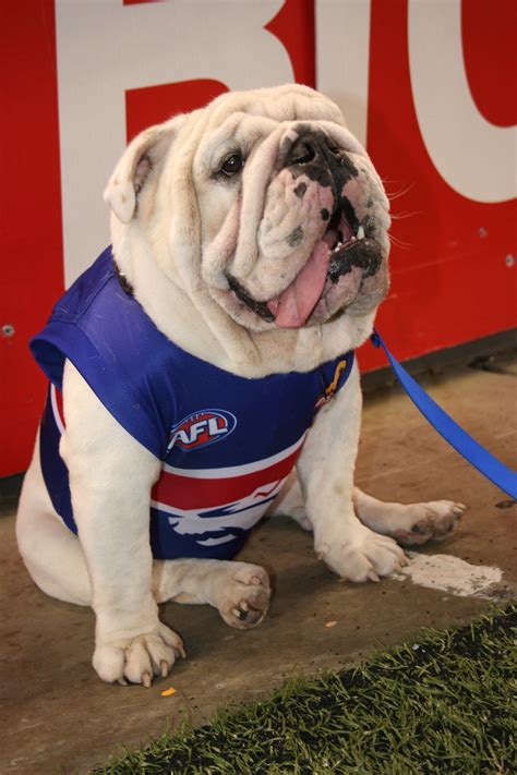 filewestern bulldogs real life mascotjpg wikipedia