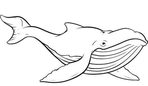 picture  blue whale coloring page whale coloring pages shark