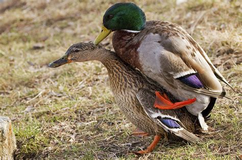 this is how ducks have sex and it s pretty incredible