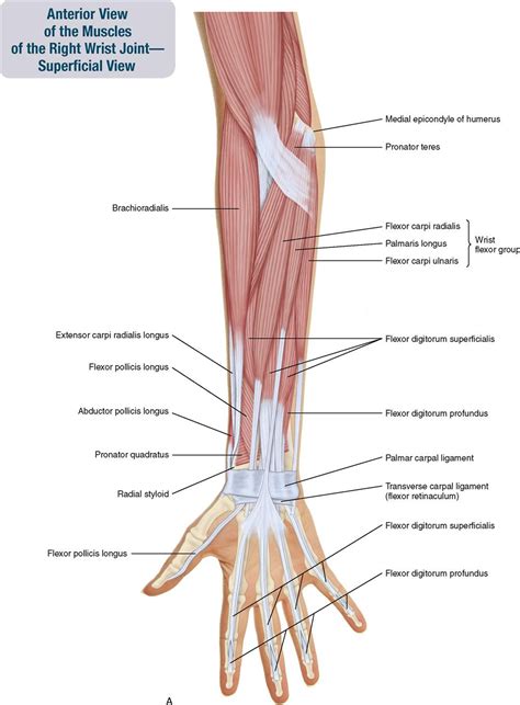 arm muscles names naming skeletal muscles anatomy  physiology