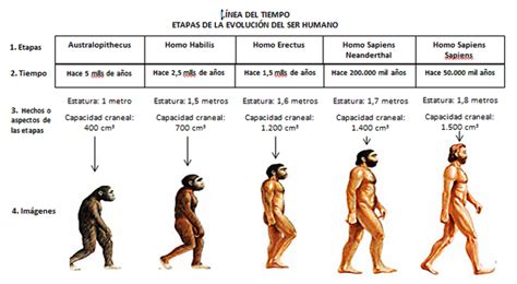Etapas De La EvoluciÓn Del Ser Humano Timeline Timetoast Timelines