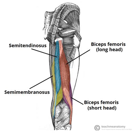 muscles   posterior thigh hamstrings damage teachmeanatomy