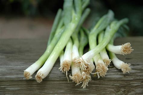 whats  difference  scallions green onions  spring