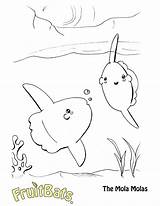Mola Coloring Pages Getcolorings Sunfish sketch template
