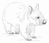 Wombat Supercoloring Wombats sketch template