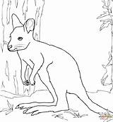 Coloring Wallaby Pages Printable Drawing Animals Kids Dot Categories sketch template